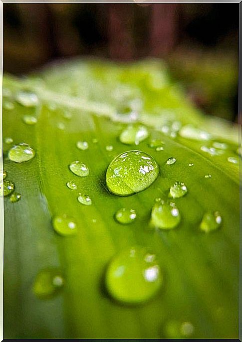 Rainwater on a leaf