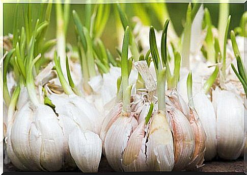 Garlic is one of the foods rich in flavonoids