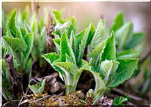 Salvia treats canker sores