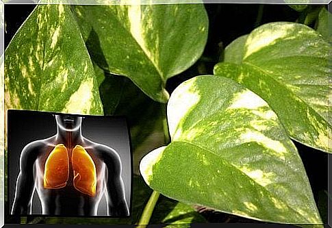 Devil's ivy: health benefits