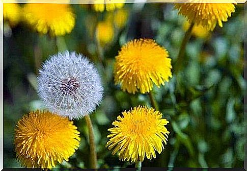 Discover the benefits of dandelion for the liver