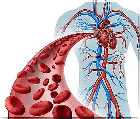 The human circulatory system