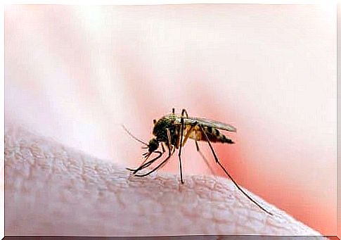 Mosquito stinging a man