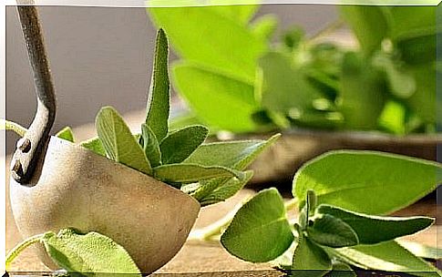 Natural remedies against the smell of perspiration prepared with sage