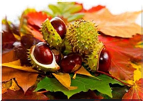 Chestnut is a good remedy for hemorrhoids