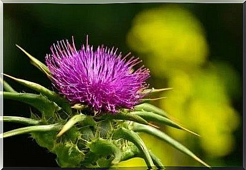 Milk thistle