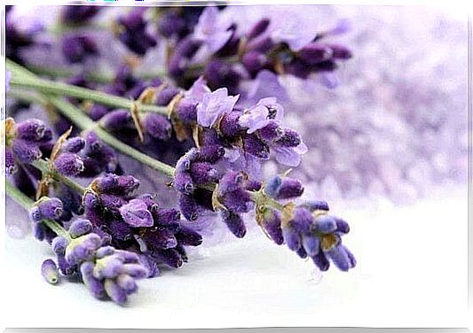 High blood pressure: lavender