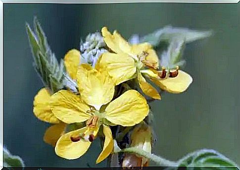 Senna occidentalis: an alternative to coffee?