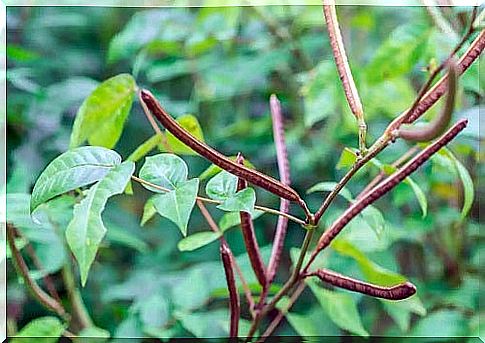 Plant of Senna occidentalis