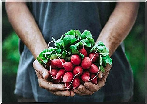 The benefits of radish leaves