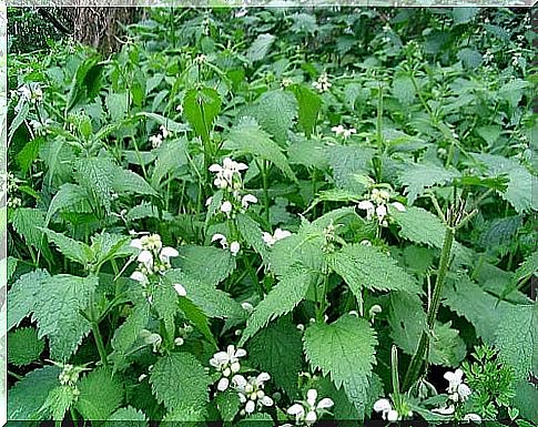 Green nettle