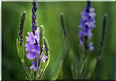 Verbena for infusions for constipation