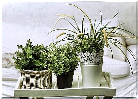 The best plants for the bedroom