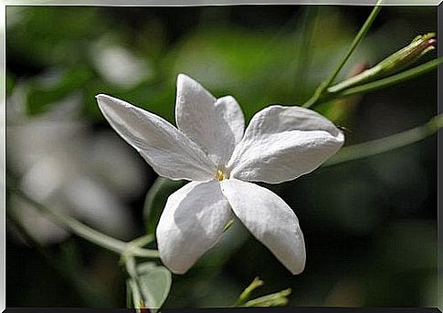 Beautifully smelling bedroom plants