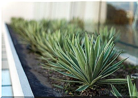 Flowerless bedroom plants