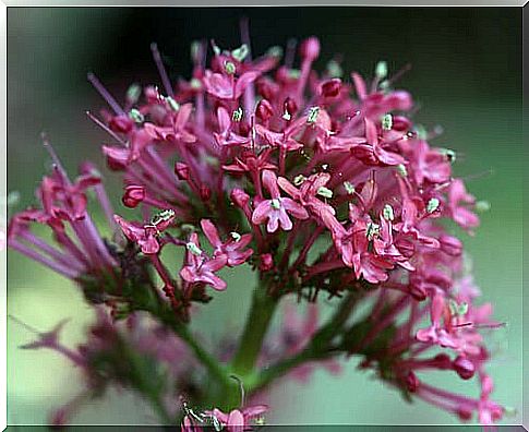 Bedroom plants that help you rest