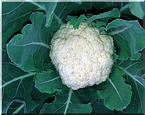 The extraordinary benefits of cauliflower