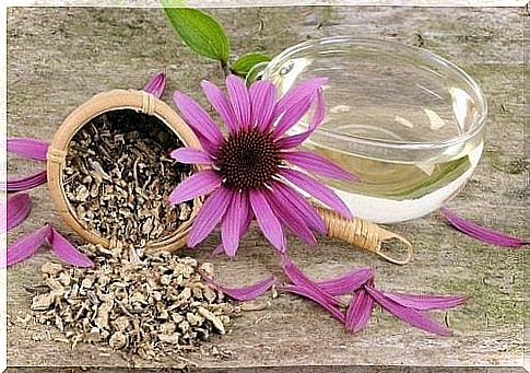 Echinacea flowers are natural antibiotics