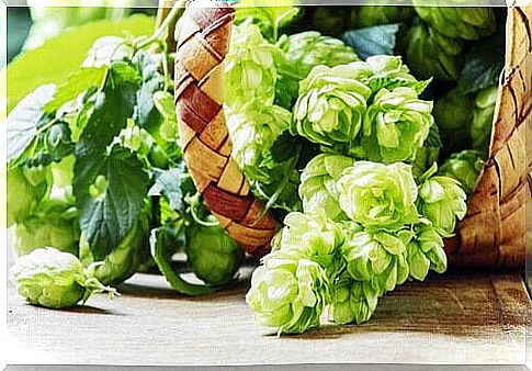 Hops included in natural remedies that induce sleep