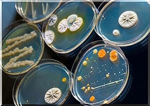 Cultures of harmful microorganisms