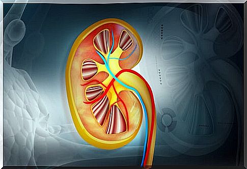 The color of urine in the kidneys