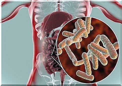 Beneficial bacteria in the intestines